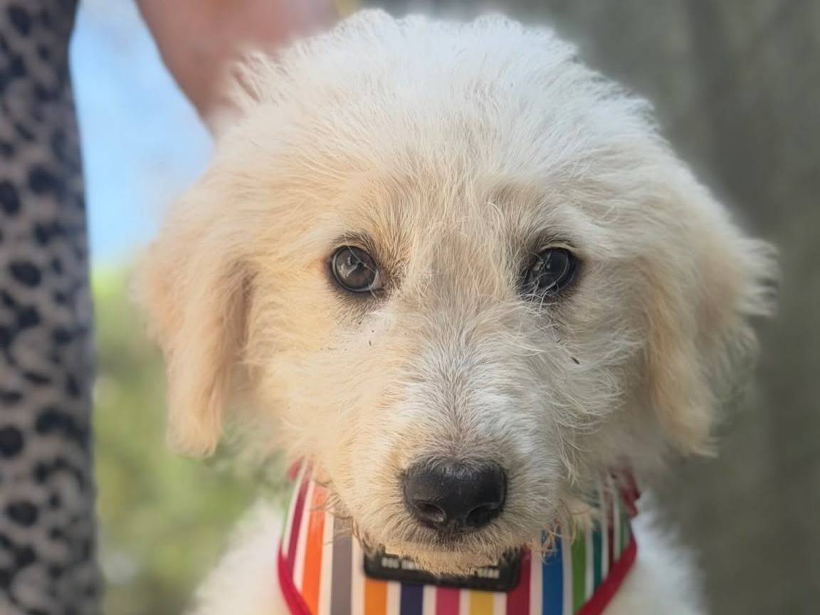 Adotta un cane, maschio, 2 mesi, Lecce