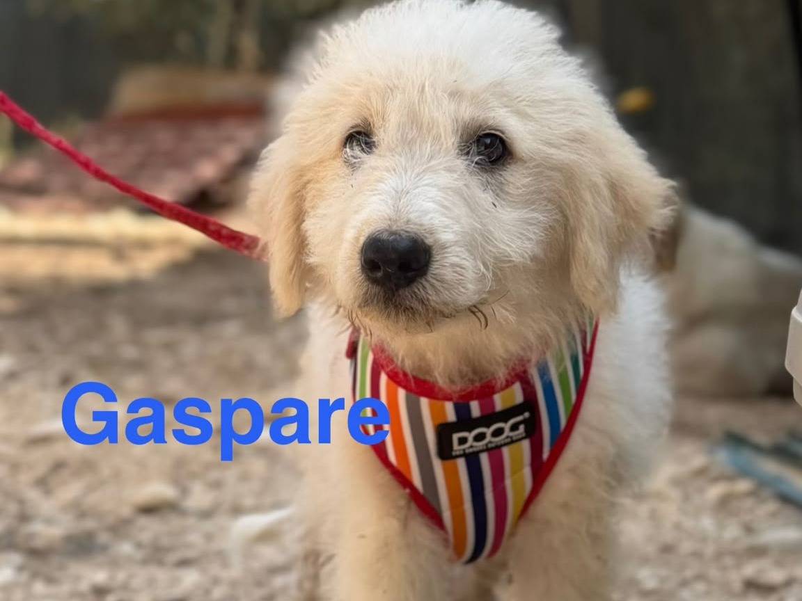Adotta un cane, taglia grande, maschio, Lecce