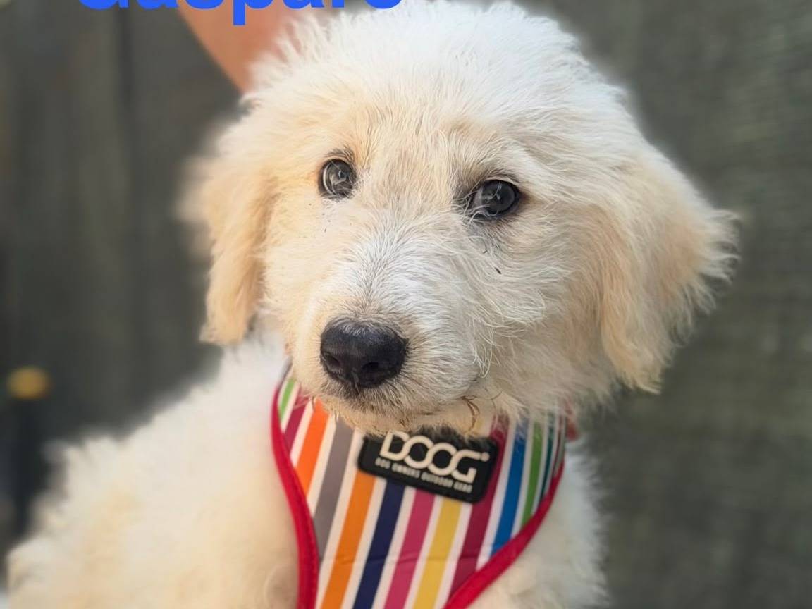 Vuoi adottare un cane a Lecce?