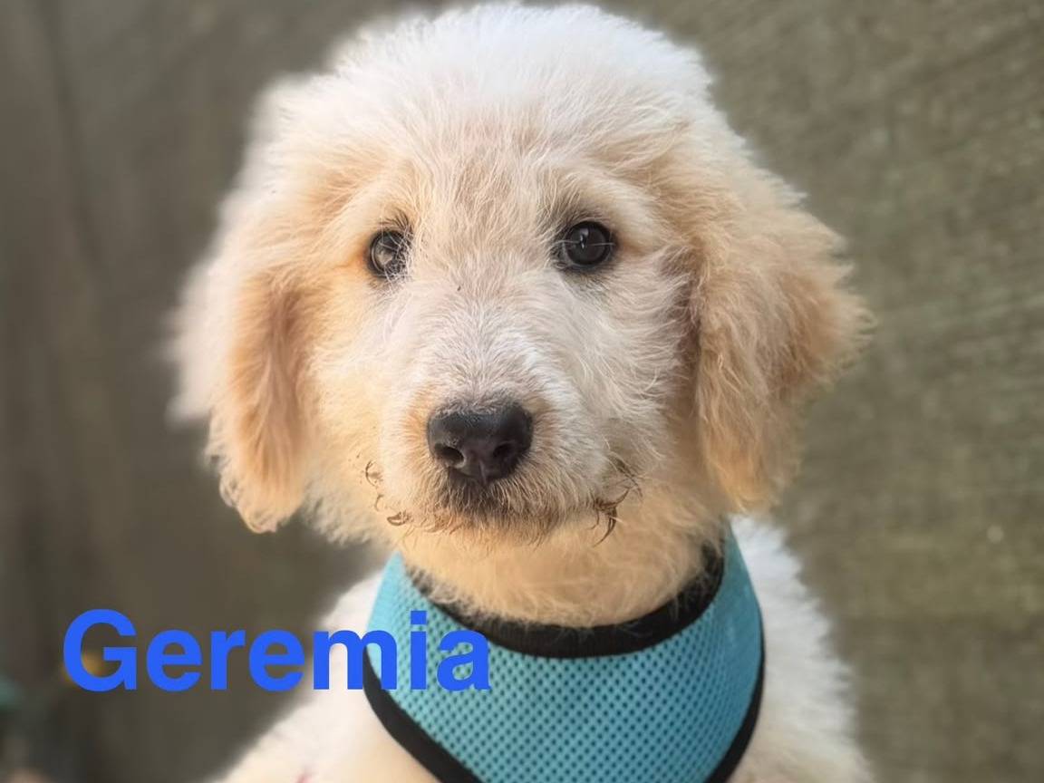 Adozione cane, maschio, Pastore maremmano Spinone, 2 mesi, taglia grande, Lecce