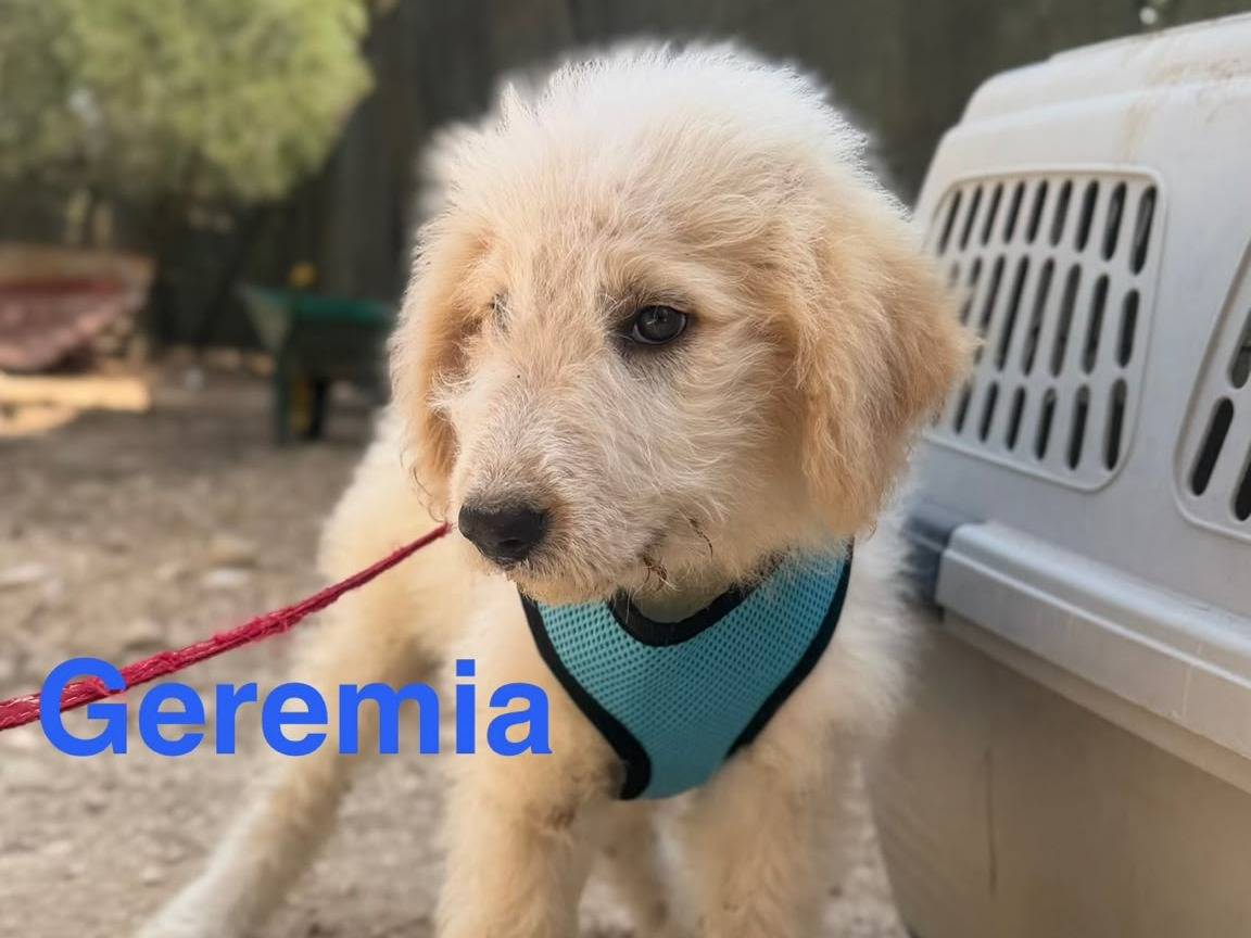 Adotta un cane, taglia grande, maschio, Lecce