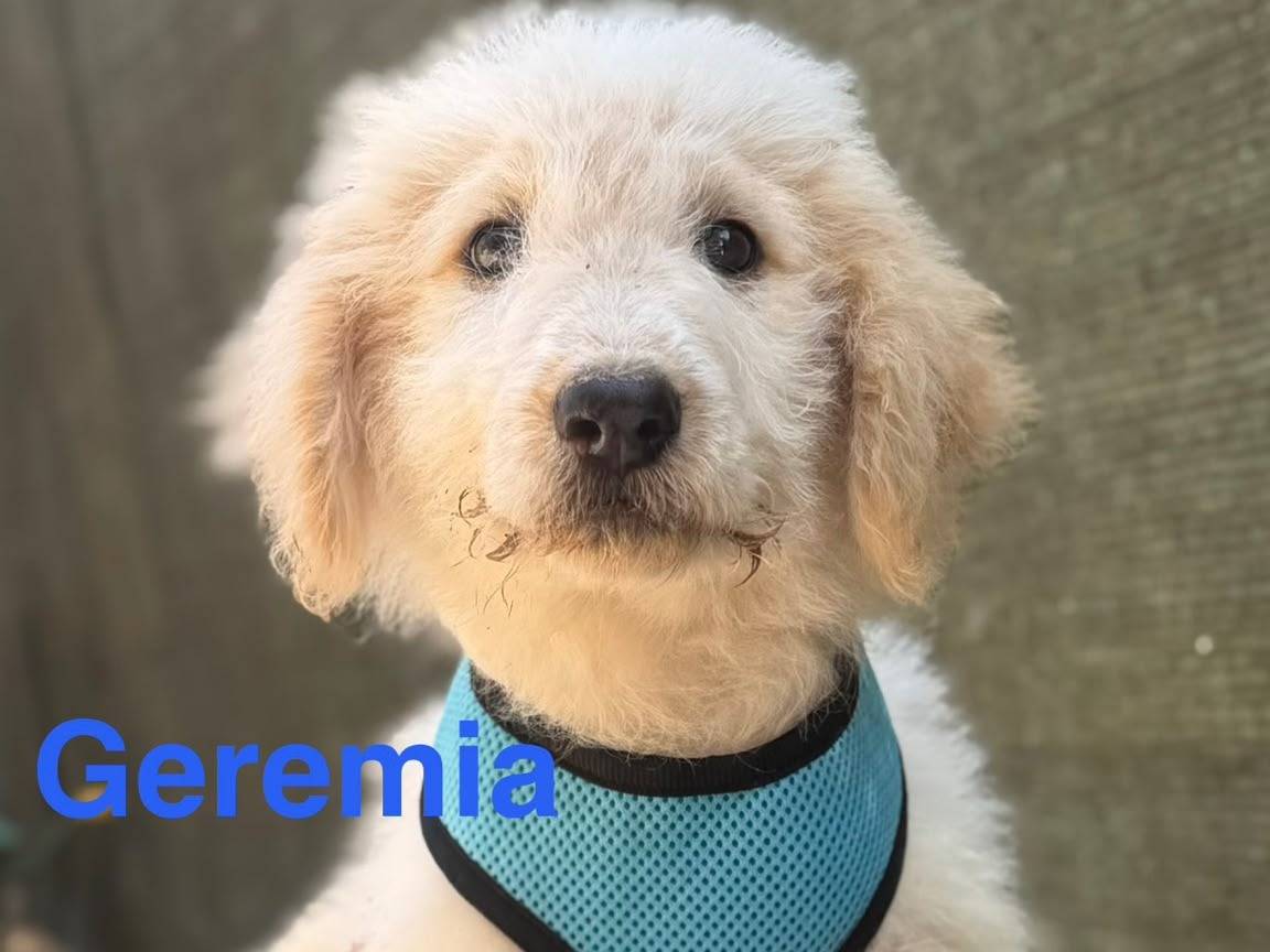 Adotta un cane, maschio, 2 mesi, Lecce