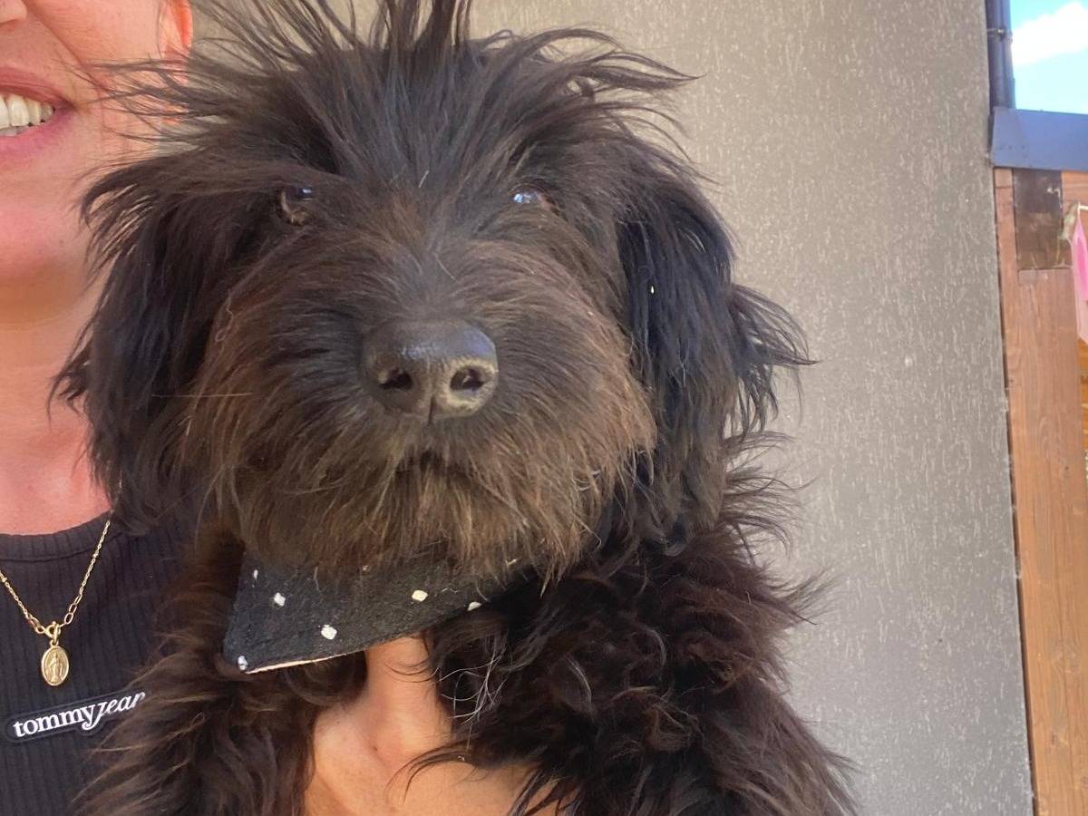 Adozione cane, femmina, Razza sconosciuta Razza sconosciuta, 5 mesi, taglia piccola, Teramo