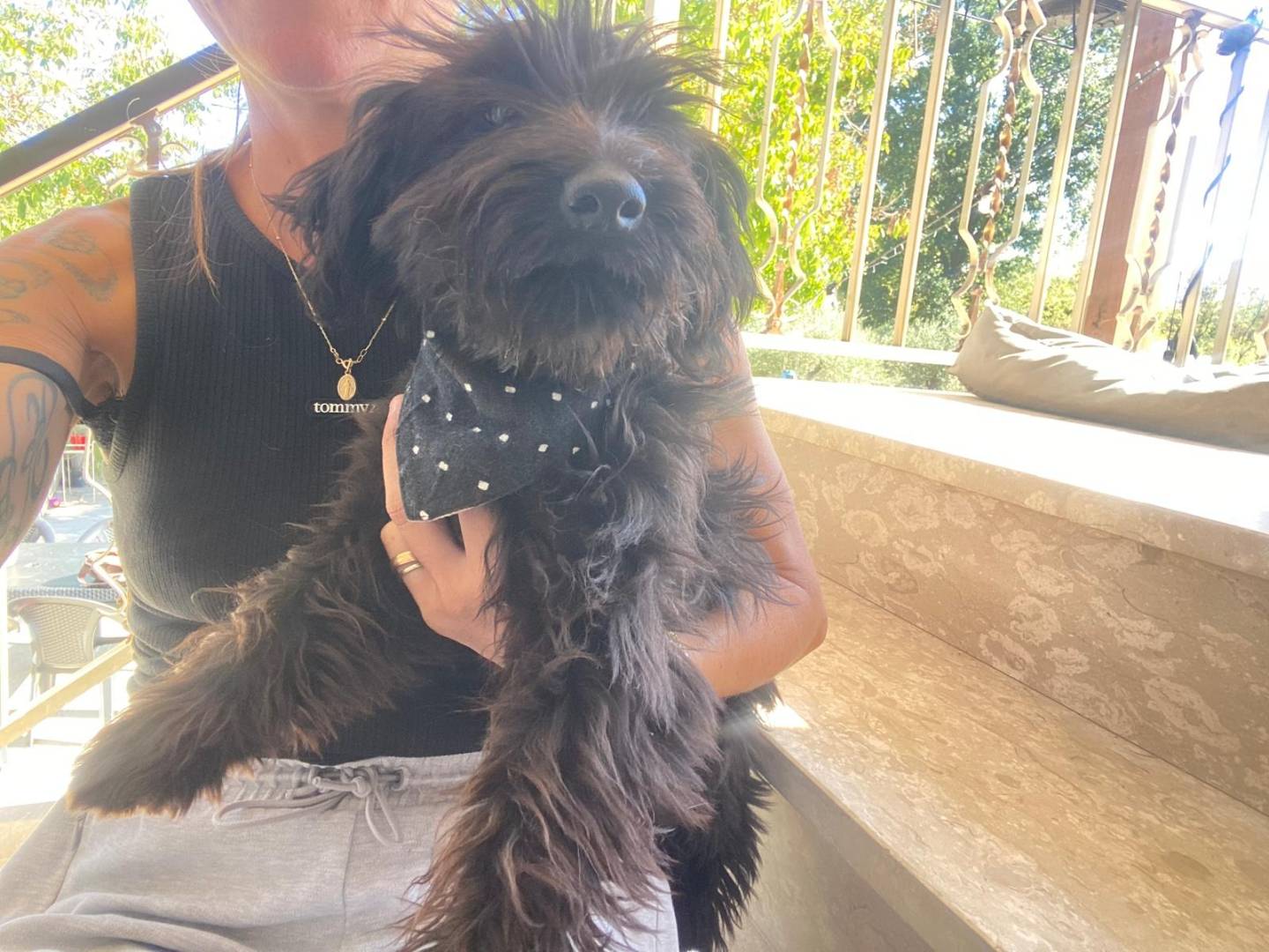 Adotta un cane, femmina, 5 mesi, Teramo