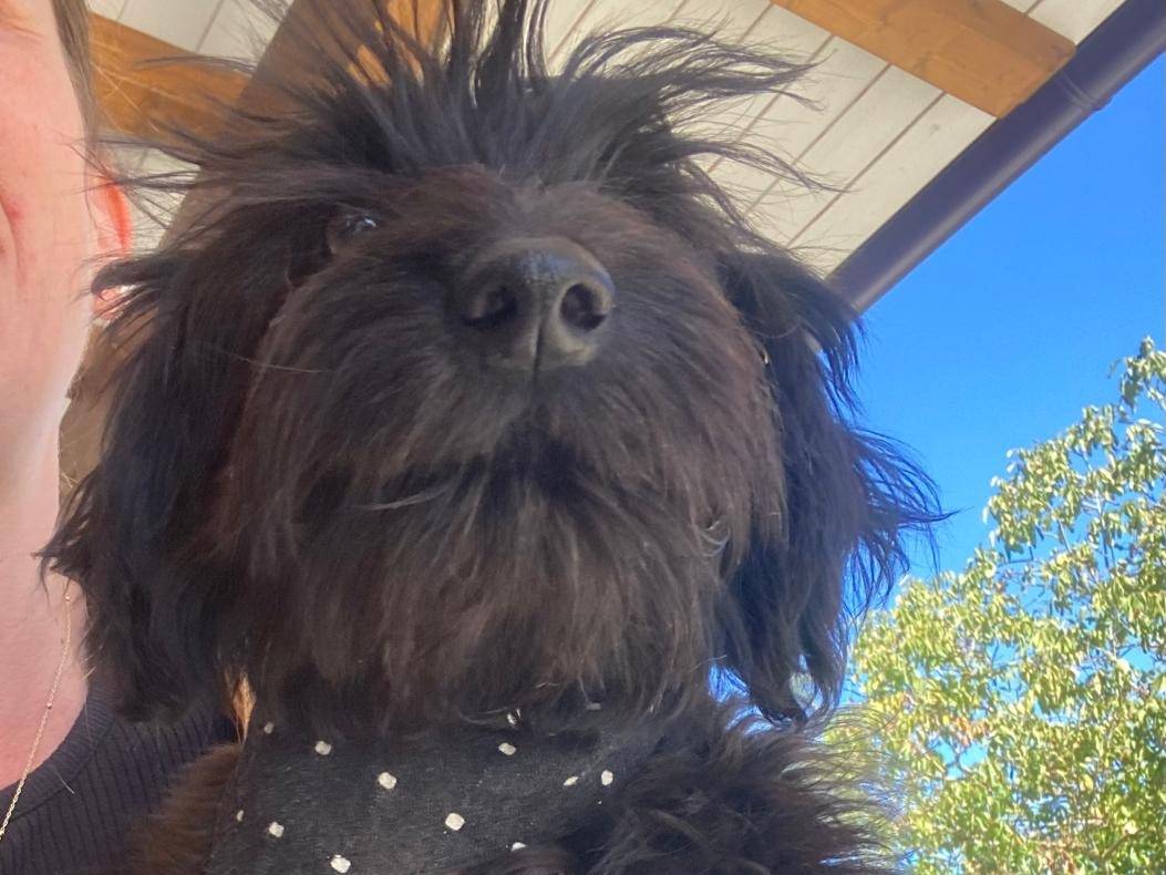 Adotta un cane, taglia piccola, femmina, Teramo