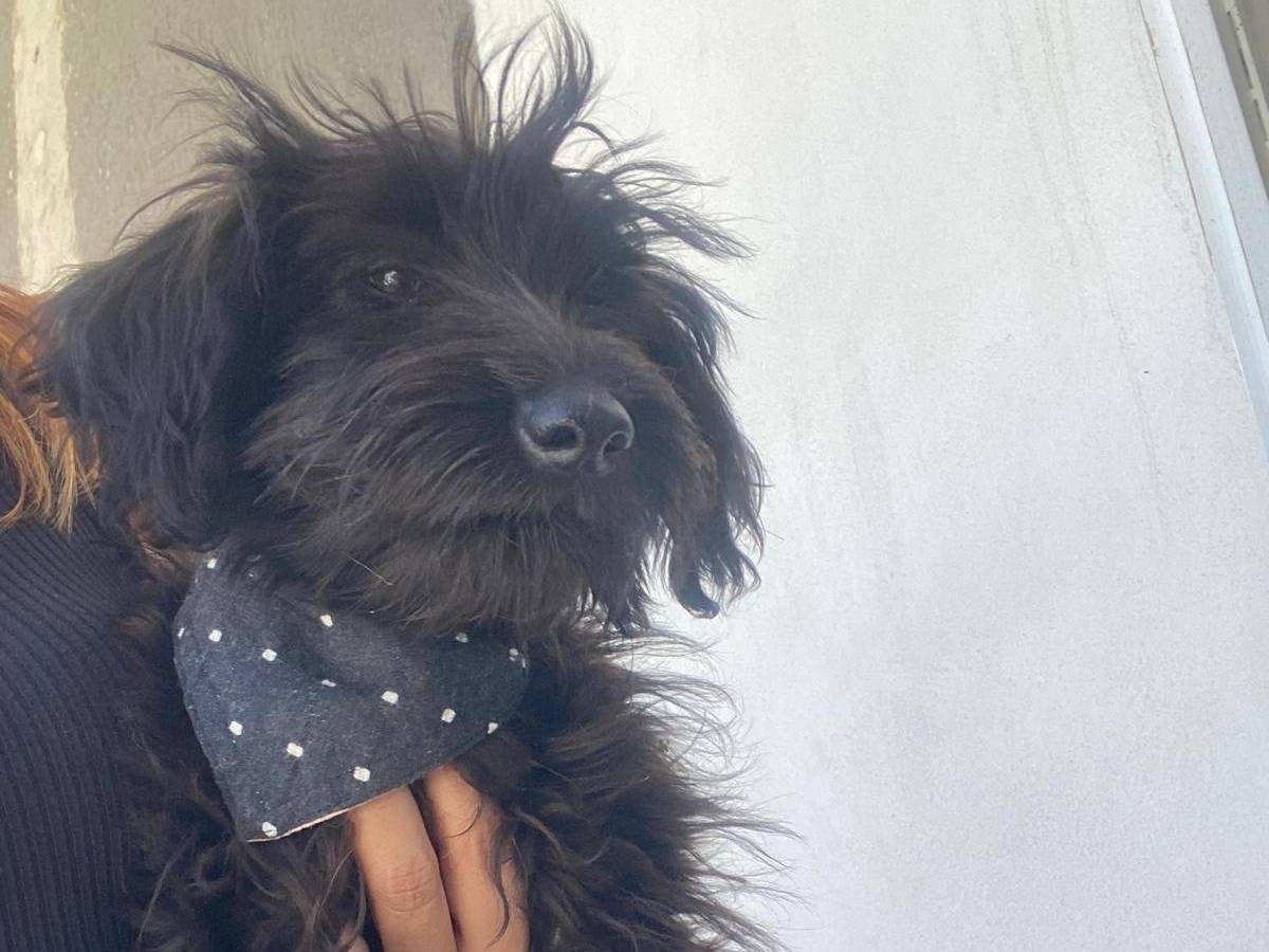Vuoi adottare un cane a Teramo?