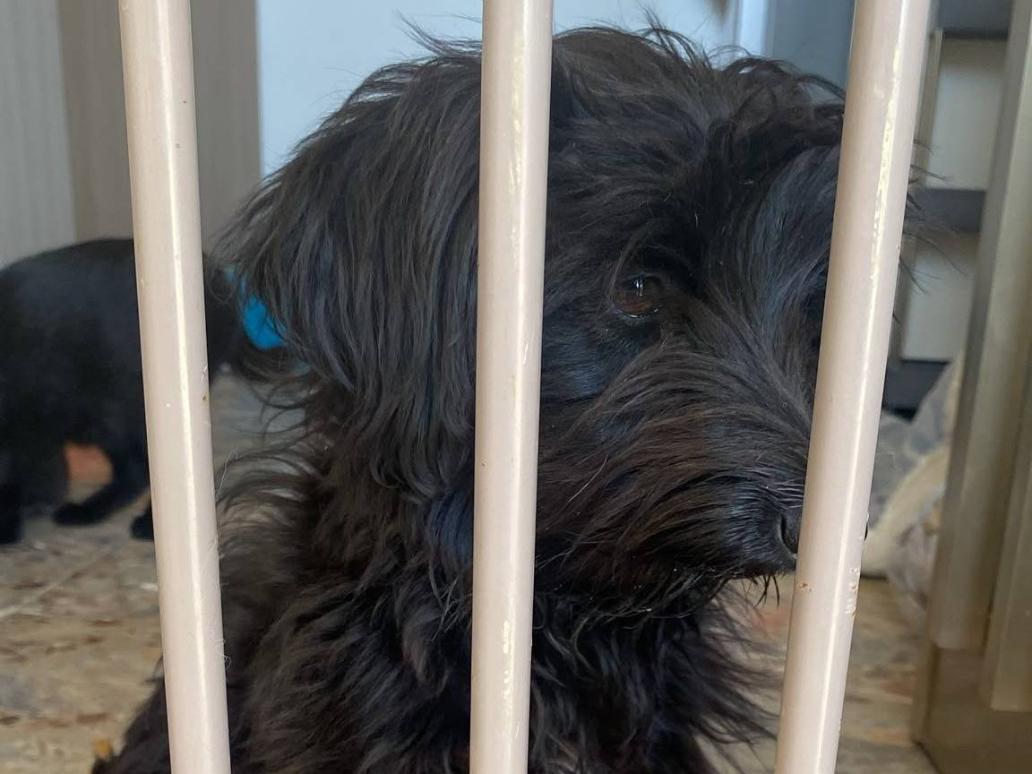 Adotta il cane Annarella a Teramo