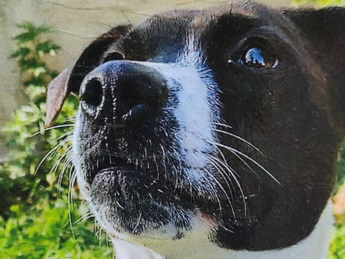 Adozione cane, femmina, Jack Russell Terrier Razza sconosciuta, 4 anni e 11 mesi, taglia media, Milano