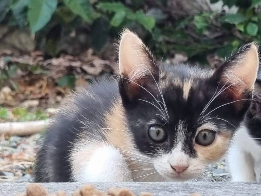 Adozione gatto, femmina, Razza sconosciuta Razza sconosciuta, 3 mesi, taglia non valida, Roma