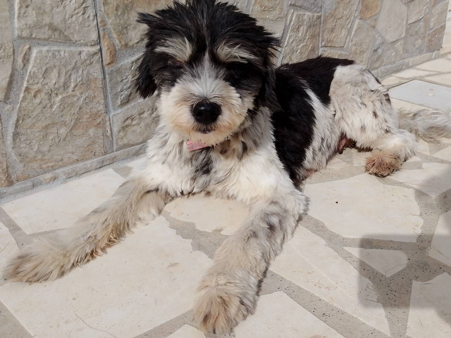 Adozione cane, femmina, Razza sconosciuta Razza sconosciuta, 12 anni e 2 mesi, taglia piccola, Siracusa