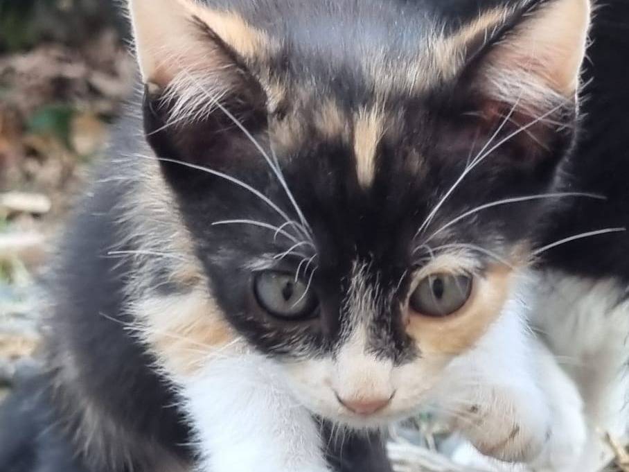 Adotta un gatto, femmina, 3 mesi, Roma