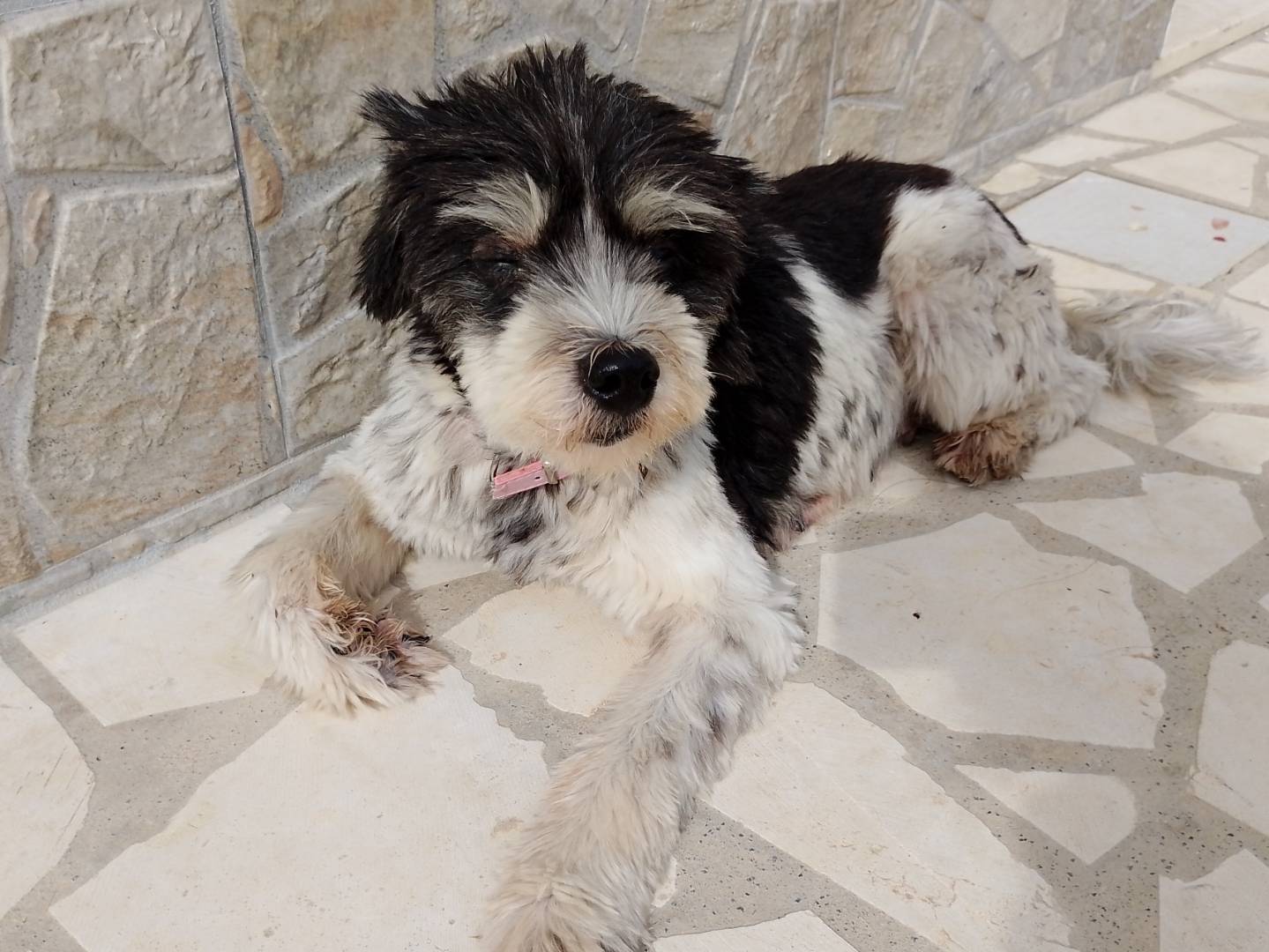 Adotta un cane, femmina, 12 anni e 2 mesi, Siracusa