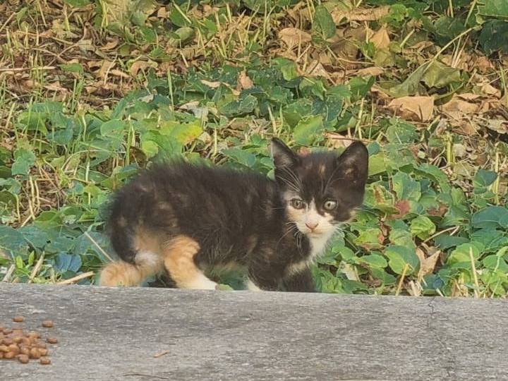 Adotta un gatto, taglia non valida, femmina, Roma