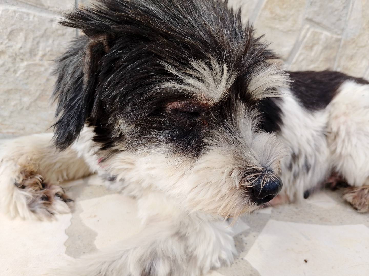 Adotta un cane, taglia piccola, femmina, Siracusa