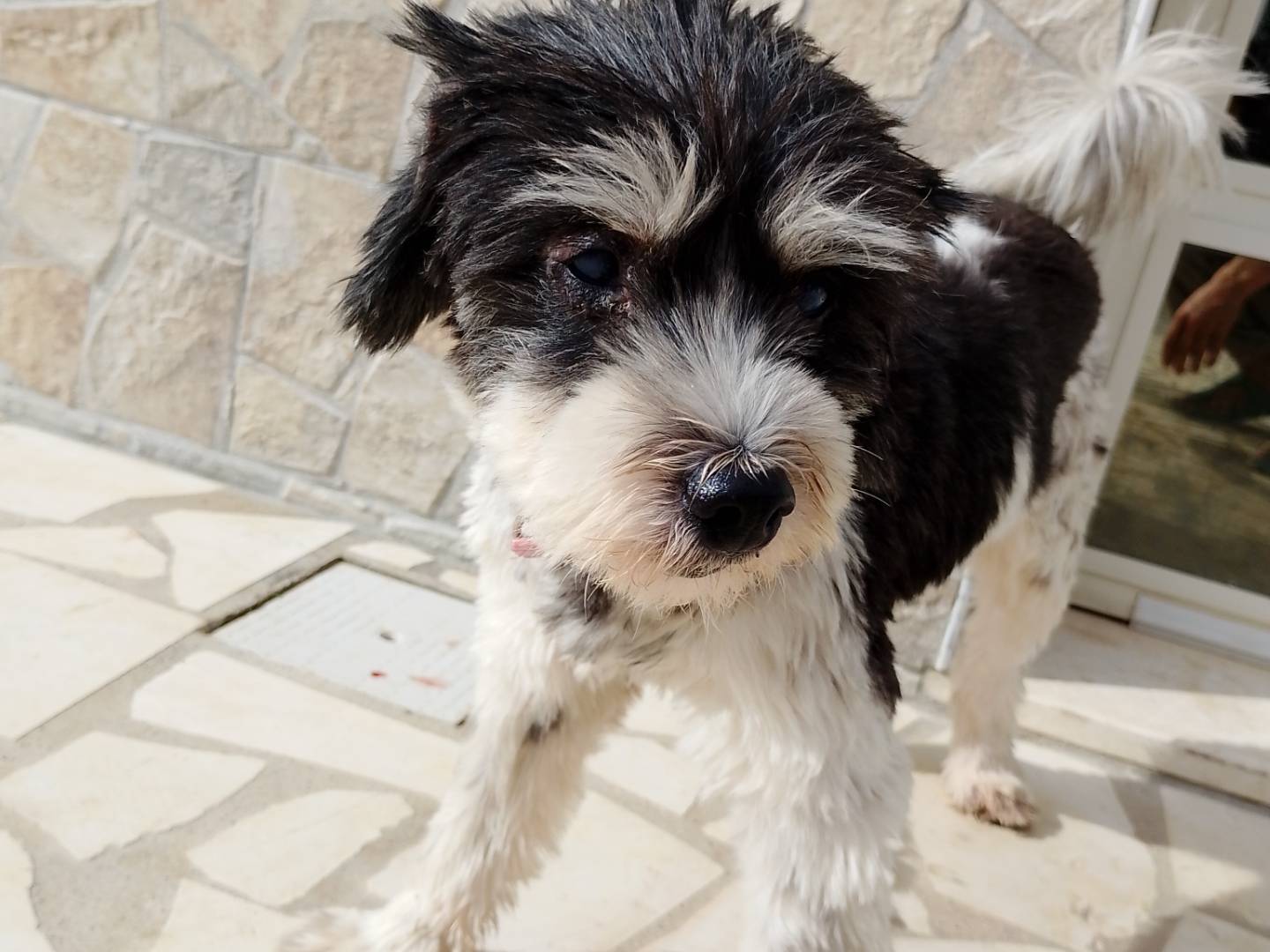 Vuoi adottare un cane a Siracusa?