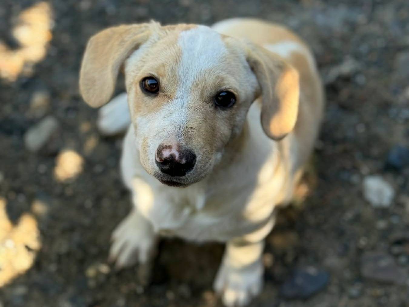 Adozione cane, femmina, Razza sconosciuta Razza sconosciuta, 3 mesi, taglia media contenuta, Firenze