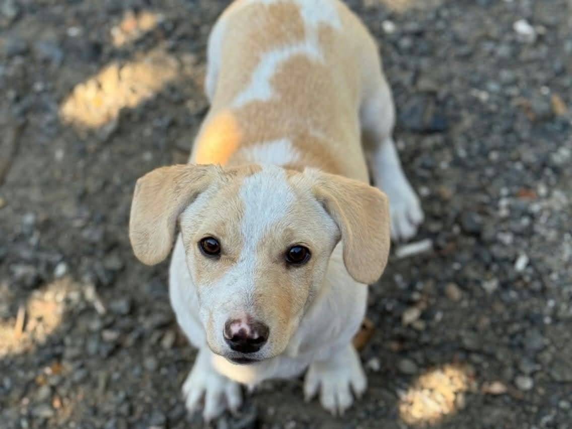 Vuoi adottare un cane a Firenze?