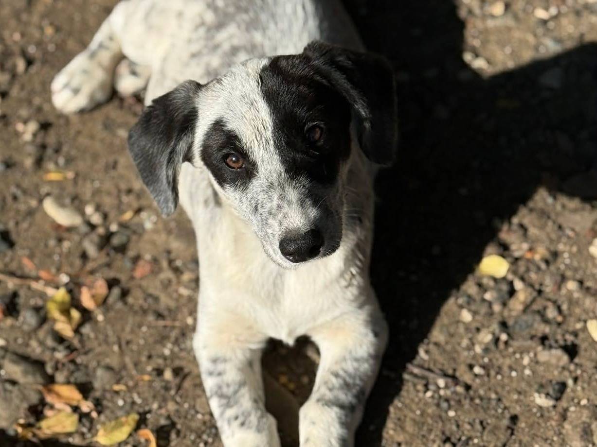 Adotta un cane, femmina, 3 mesi, Firenze