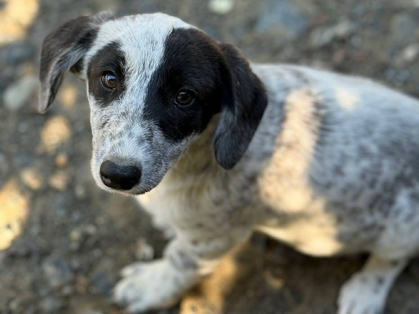 Adotta un cane, taglia media contenuta, femmina, Firenze
