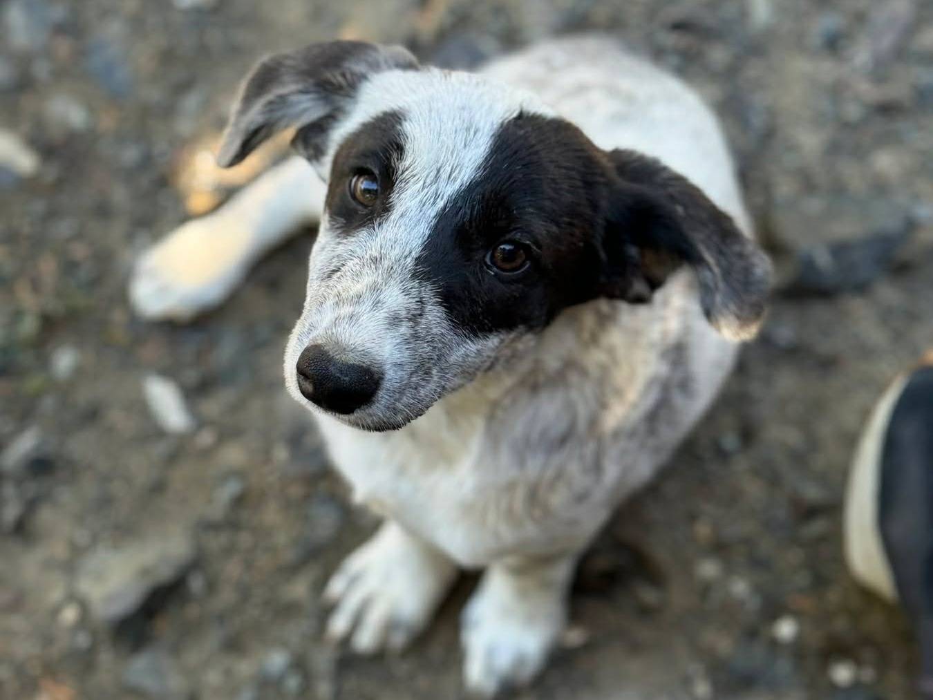 Adotta il cane LAYLA e LEYLA a Firenze