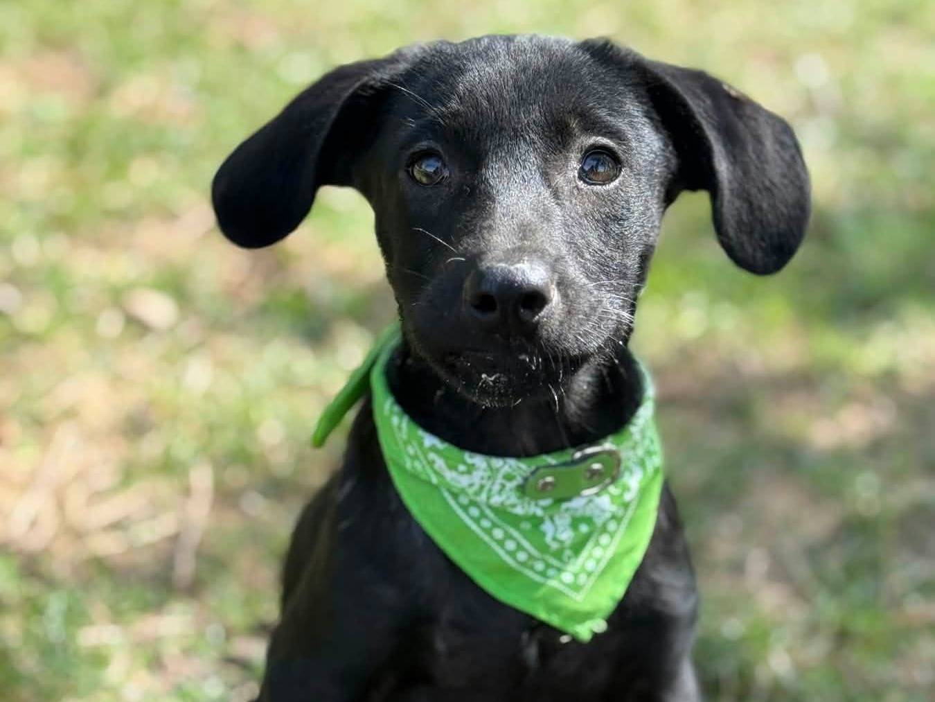 Adotta il cane SIMBA SPILLO SERGIO e SAM a Firenze