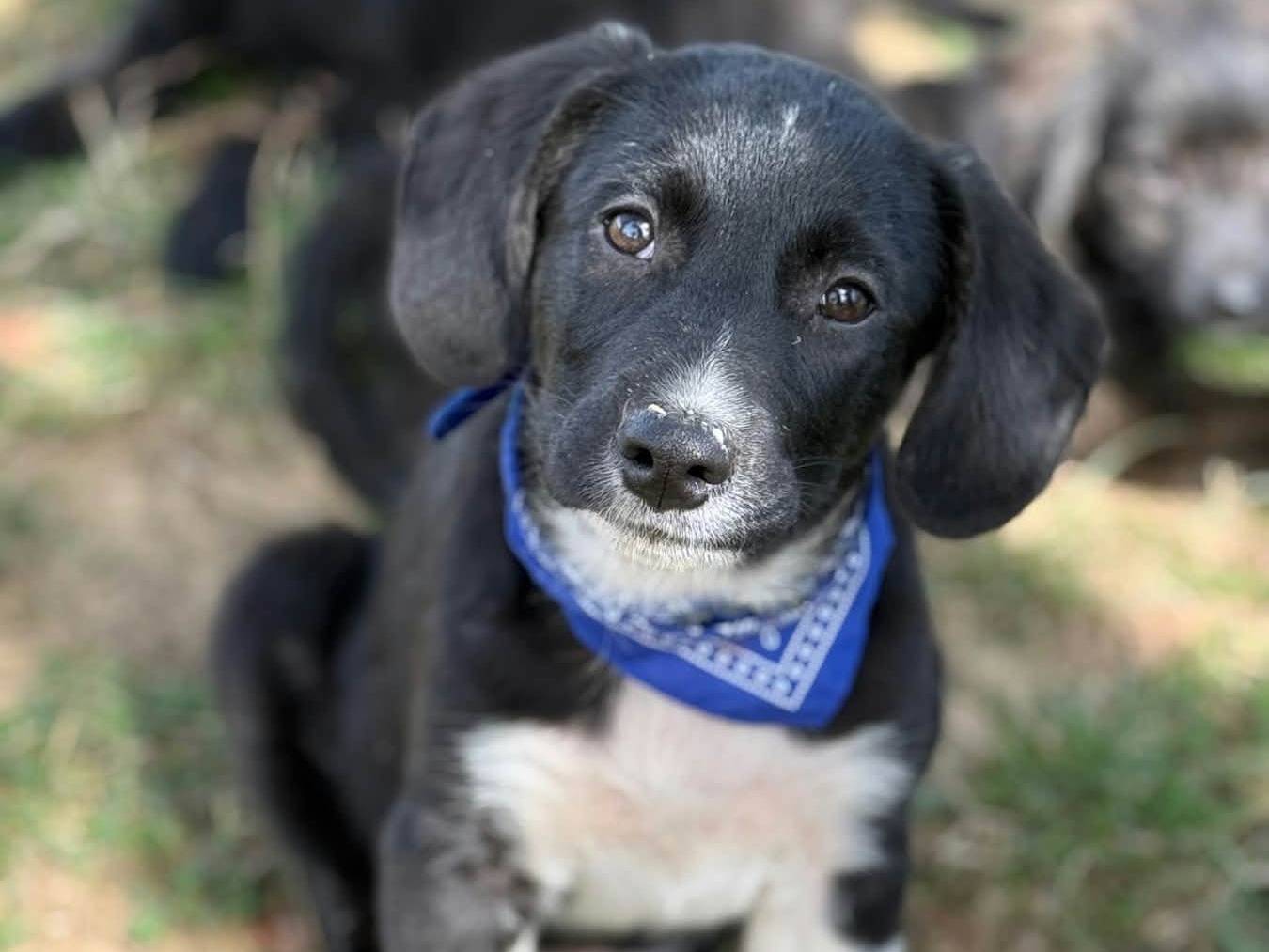 Adozione cane, maschio, Razza sconosciuta Razza sconosciuta, 3 mesi, taglia media contenuta, Firenze