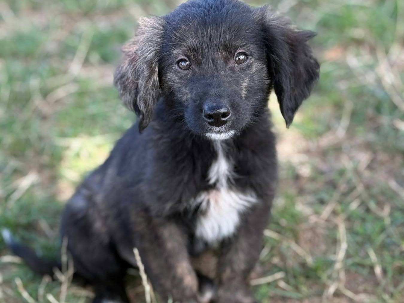 Vuoi adottare un cane a Firenze?