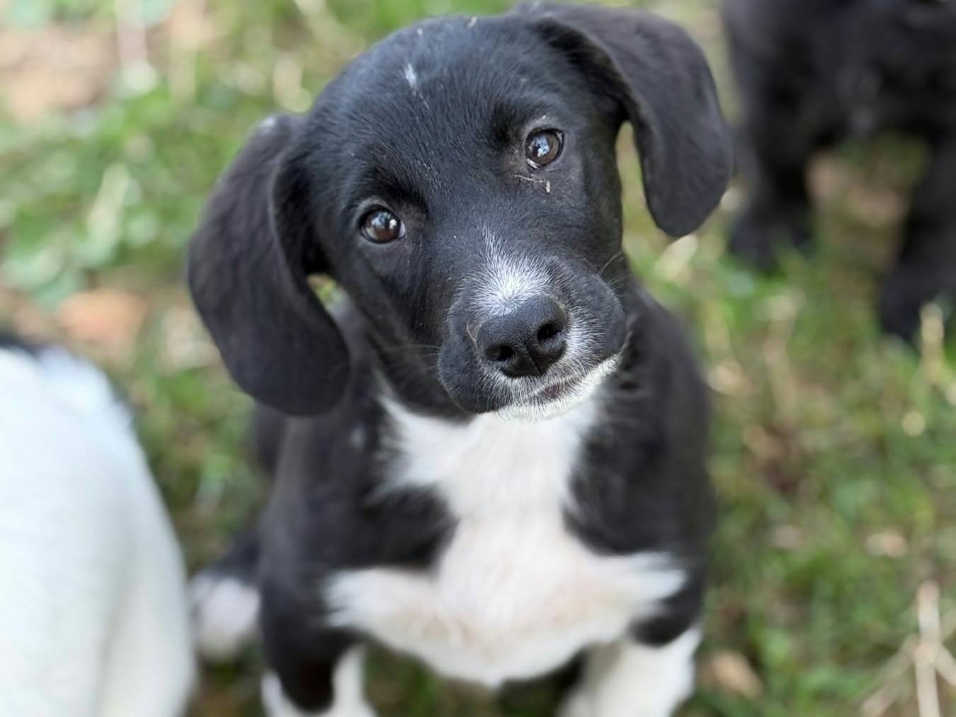 Adotta un cane, maschio, 3 mesi, Firenze