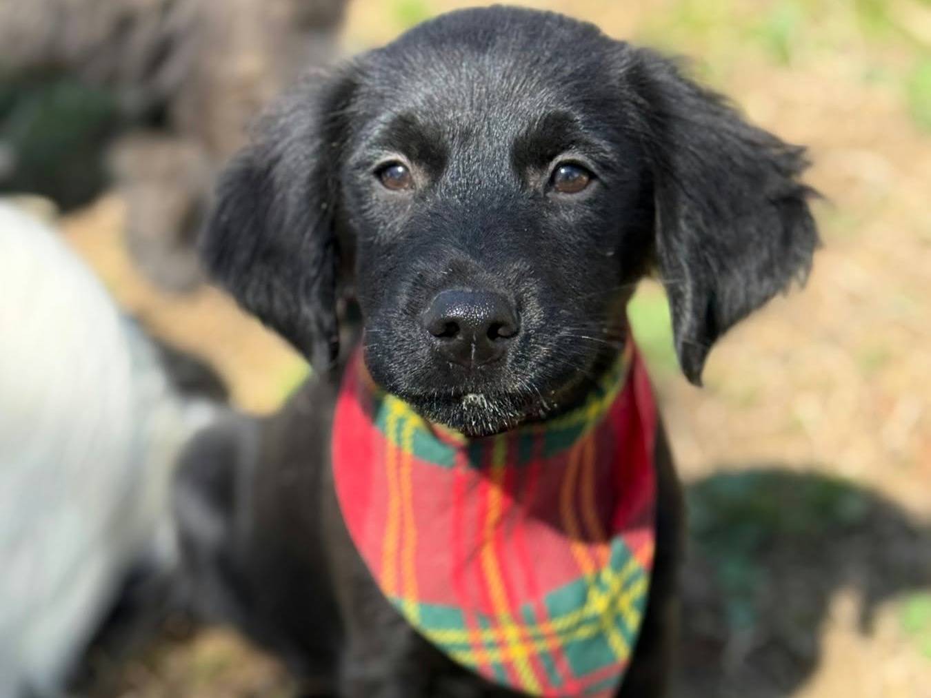 Adotta un cane, taglia media contenuta, femmina, Firenze