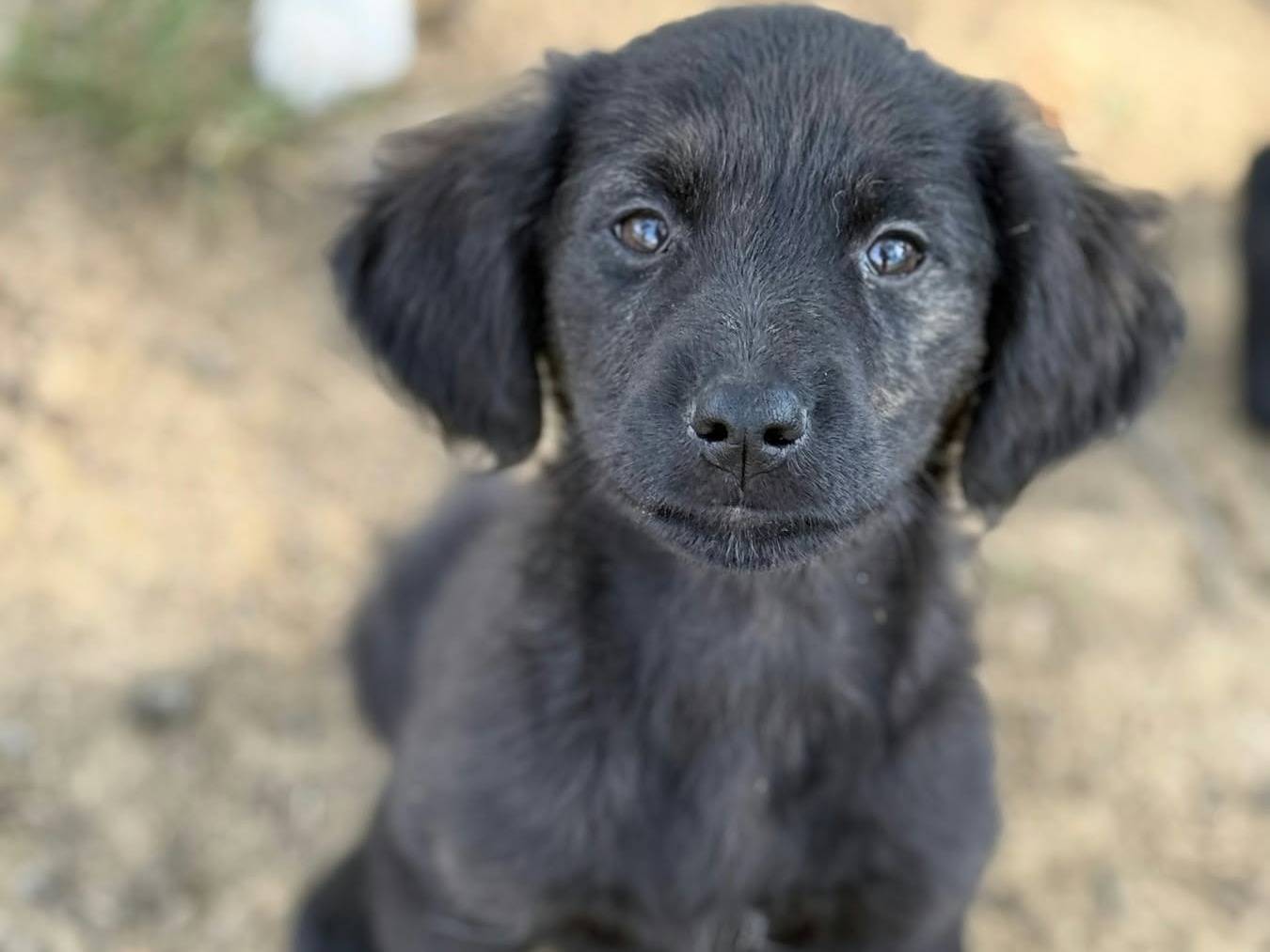 Adotta un cane, femmina, 3 mesi, Firenze