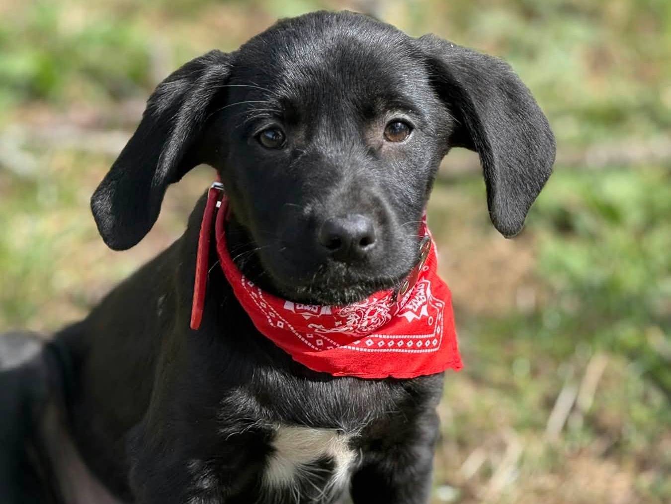 Vuoi adottare un cane a Firenze?
