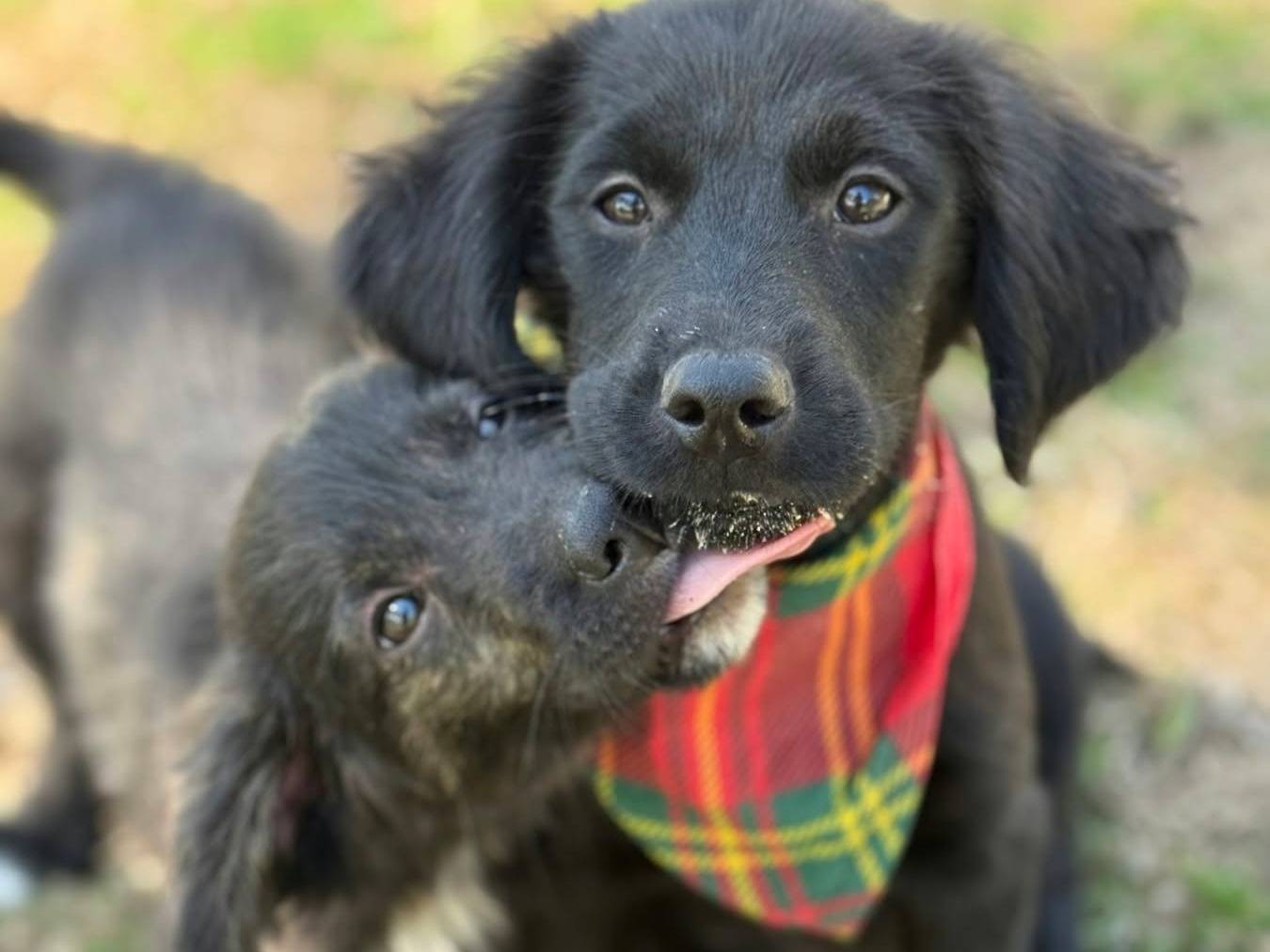 Adozione cane, femmina, Razza sconosciuta Razza sconosciuta, 3 mesi, taglia media contenuta, Firenze