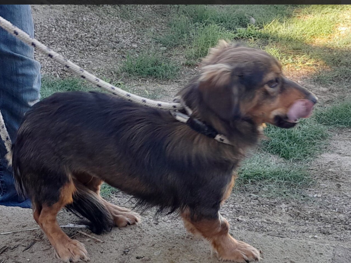 Adozione cane, femmina, Razza sconosciuta Razza sconosciuta, 1 anno, taglia piccola, Latina