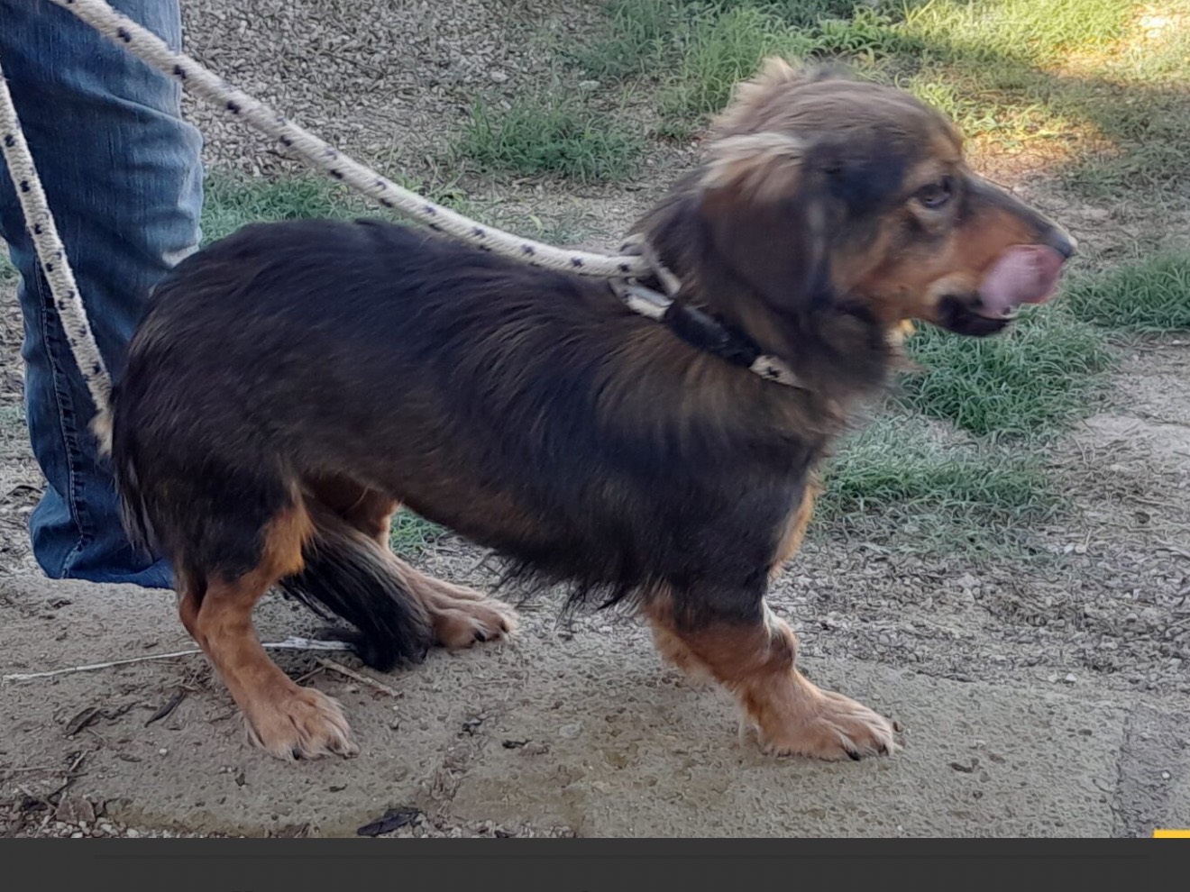 Adotta un cane, femmina, 1 anno, Latina