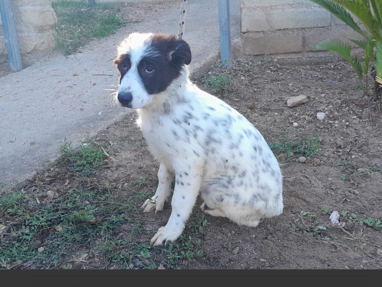 Adozione cane, femmina, Razza sconosciuta Razza sconosciuta, 3 mesi, taglia media, Latina
