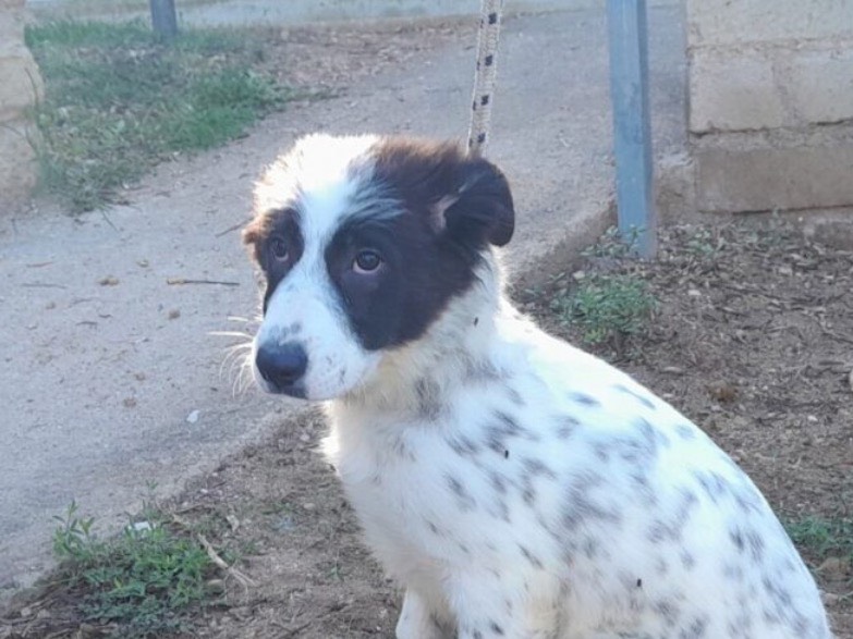 Adotta un cane, femmina, 3 mesi, Latina