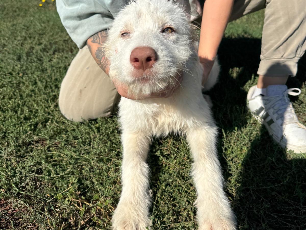 Adozione cane, femmina, Razza sconosciuta Razza sconosciuta, 5 mesi, taglia grande, Frosinone