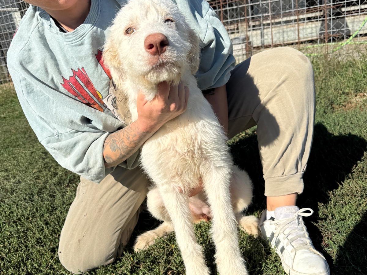 Adotta un cane, femmina, 5 mesi, Frosinone