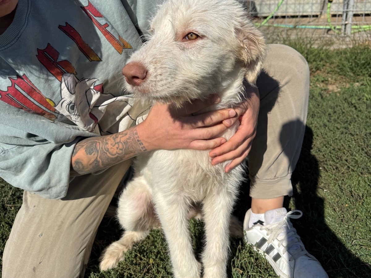 Adotta un cane, taglia grande, femmina, Frosinone