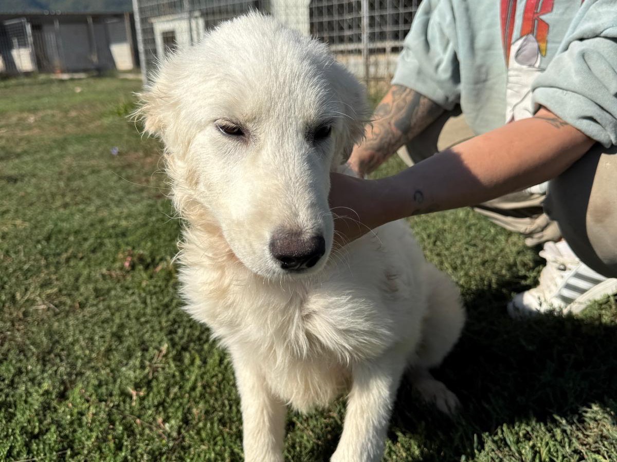 Adotta un cane, femmina, 5 mesi, Frosinone