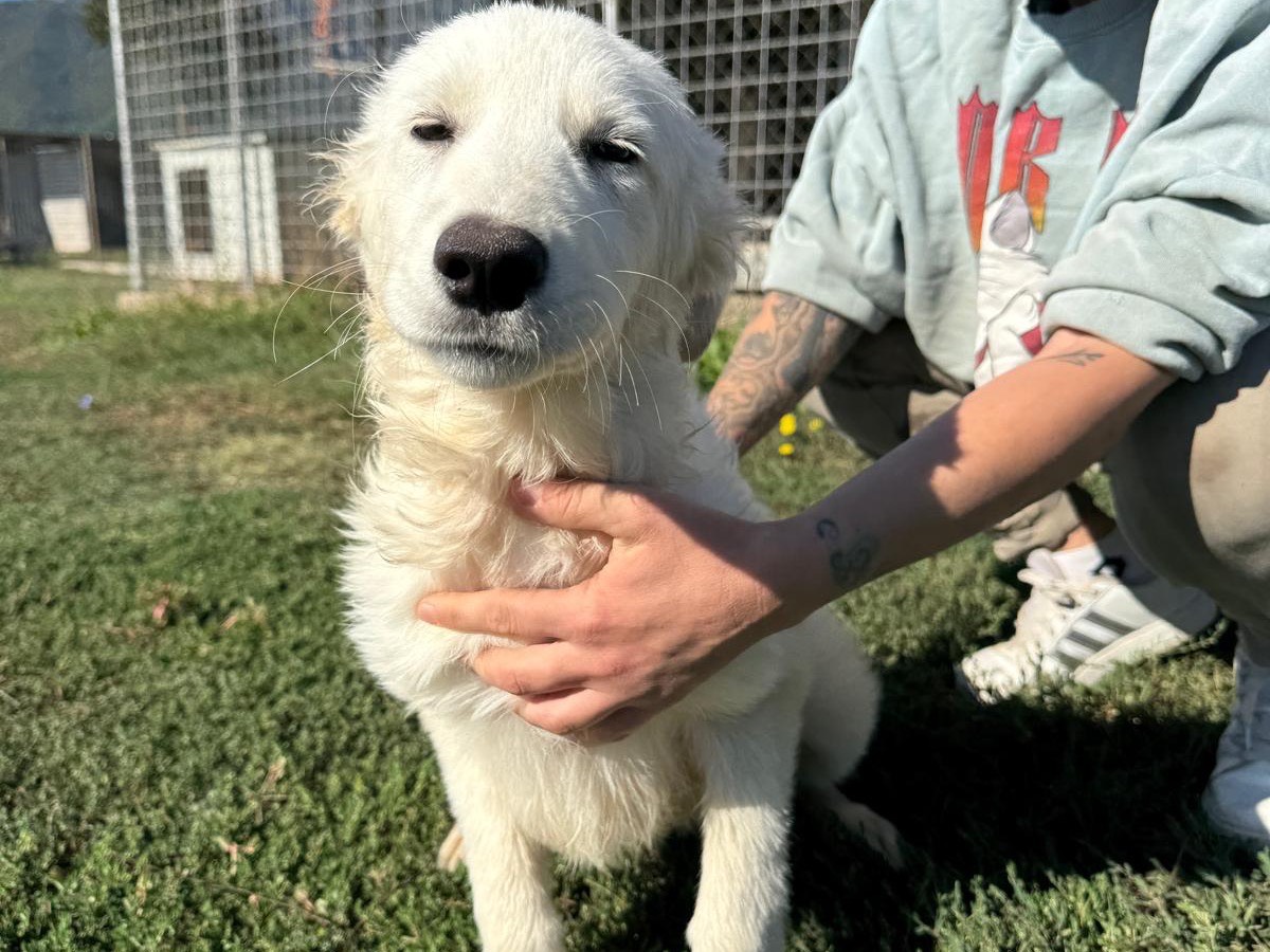 Adozione cane, femmina, Razza sconosciuta Razza sconosciuta, 5 mesi, taglia media, Frosinone