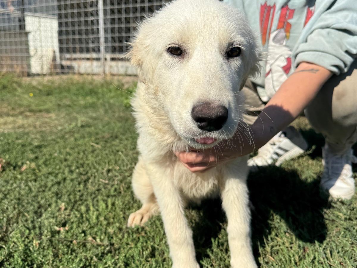 Adotta un cane, taglia media, femmina, Frosinone