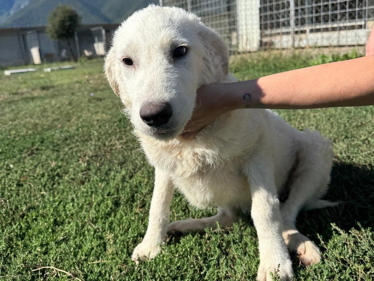 Adotta un cane, femmina, 5 mesi, Frosinone