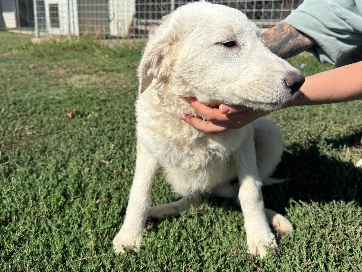 Adotta un cane, taglia media, femmina, Frosinone