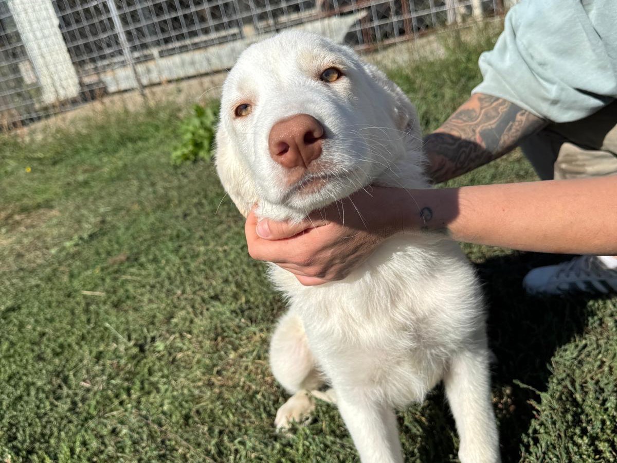 Adozione cane, femmina, Razza sconosciuta Razza sconosciuta, 5 mesi, taglia grande, Frosinone