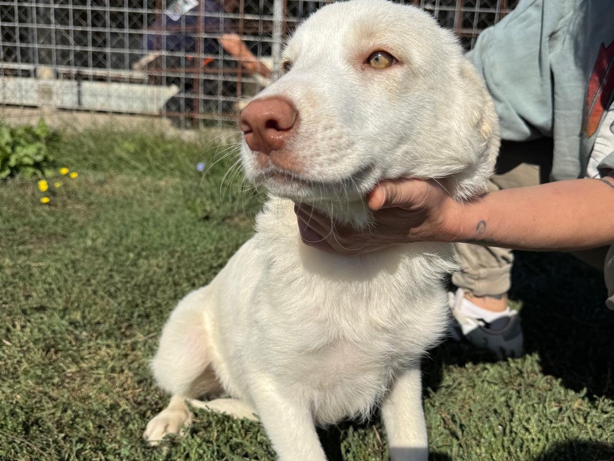Adotta un cane, femmina, 5 mesi, Frosinone