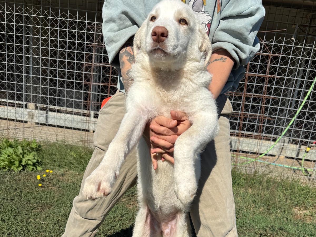 Adotta un cane, taglia grande, femmina, Frosinone