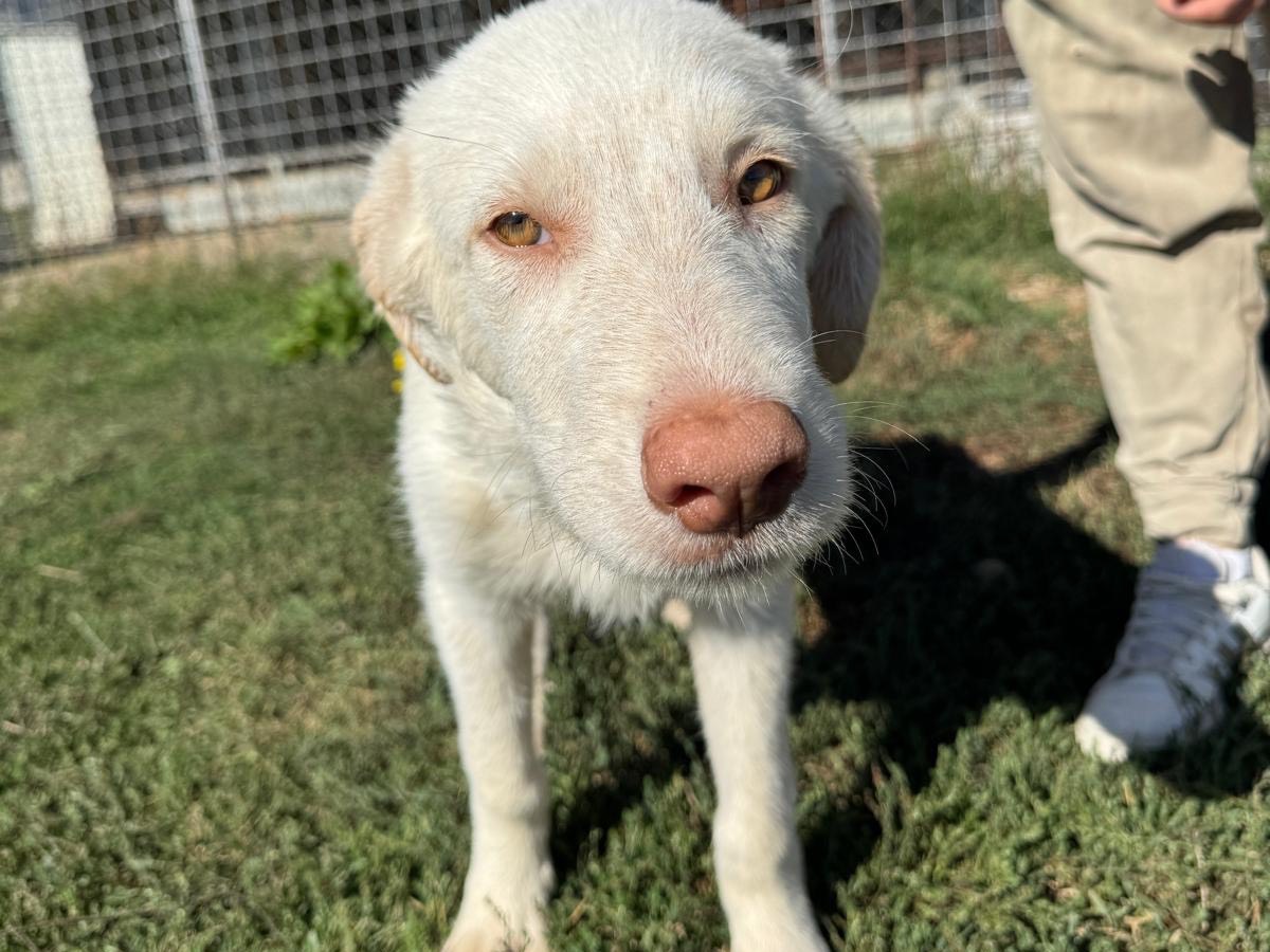 Adotta un cane, maschio, 5 mesi, Frosinone