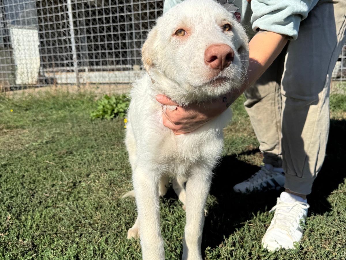 Adozione cane, maschio, Razza sconosciuta Razza sconosciuta, 5 mesi, taglia grande, Frosinone