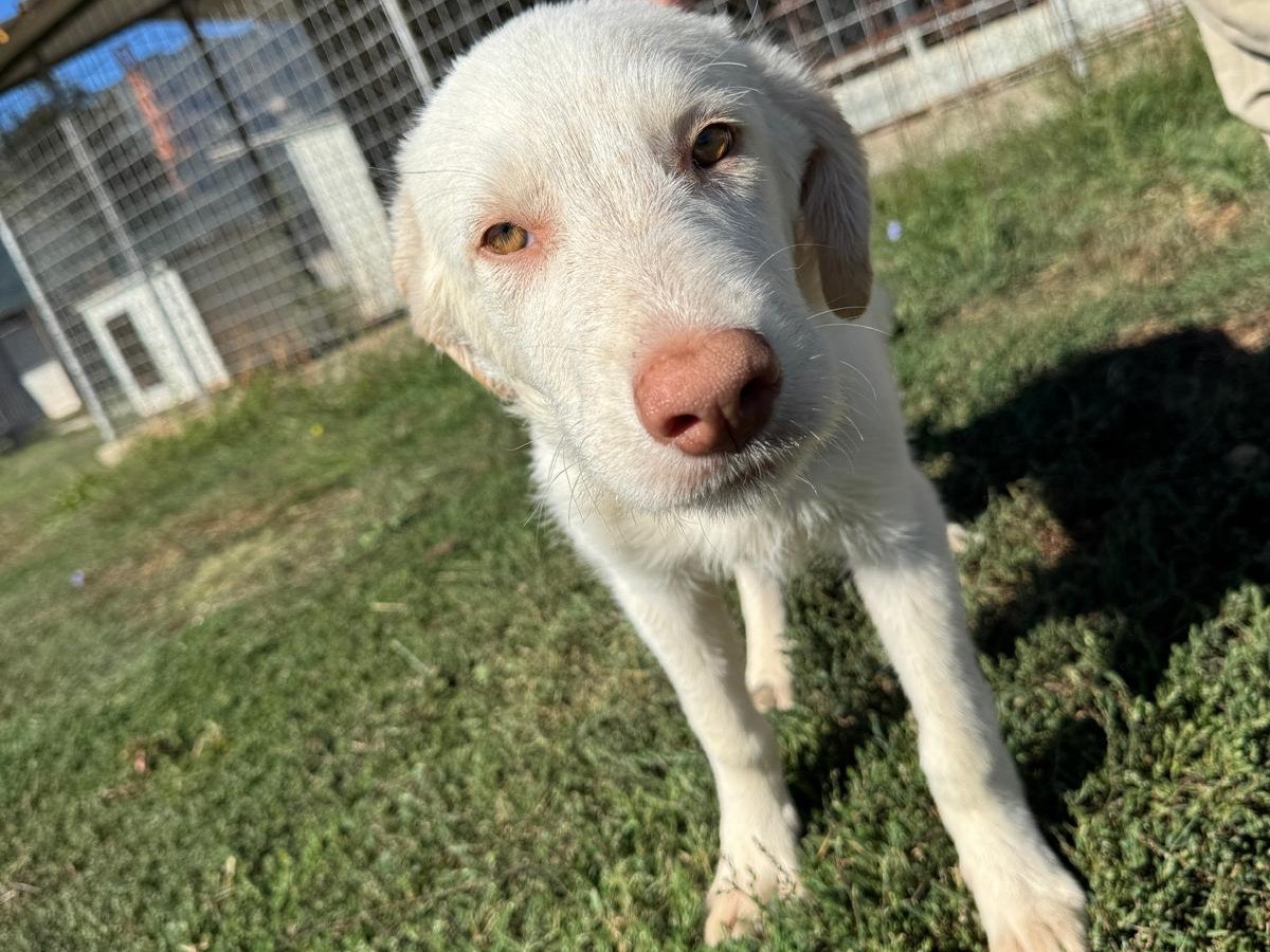 Adotta un cane, taglia grande, maschio, Frosinone